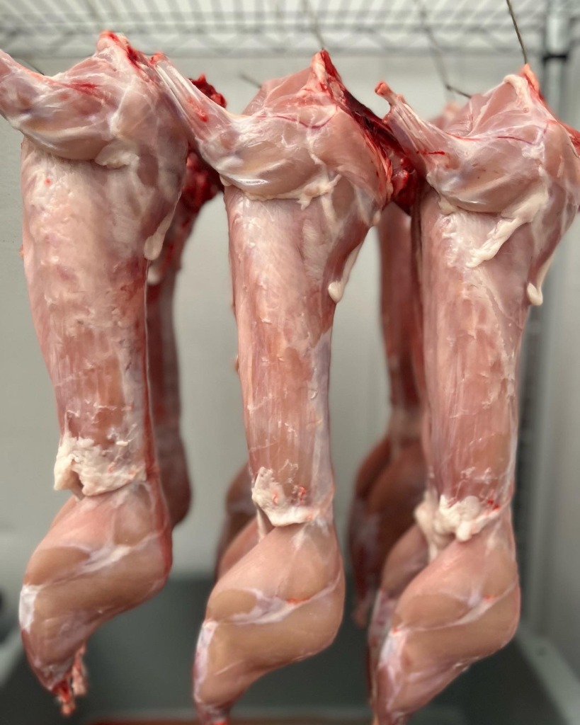 Rabbits