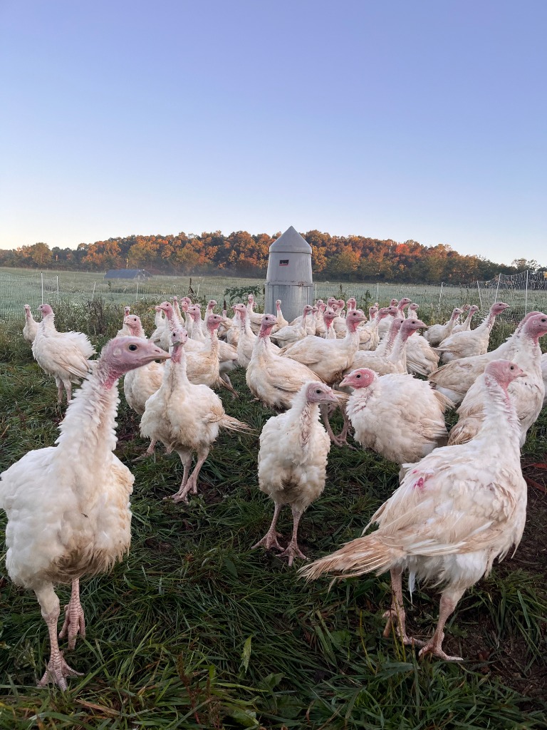Turkeys