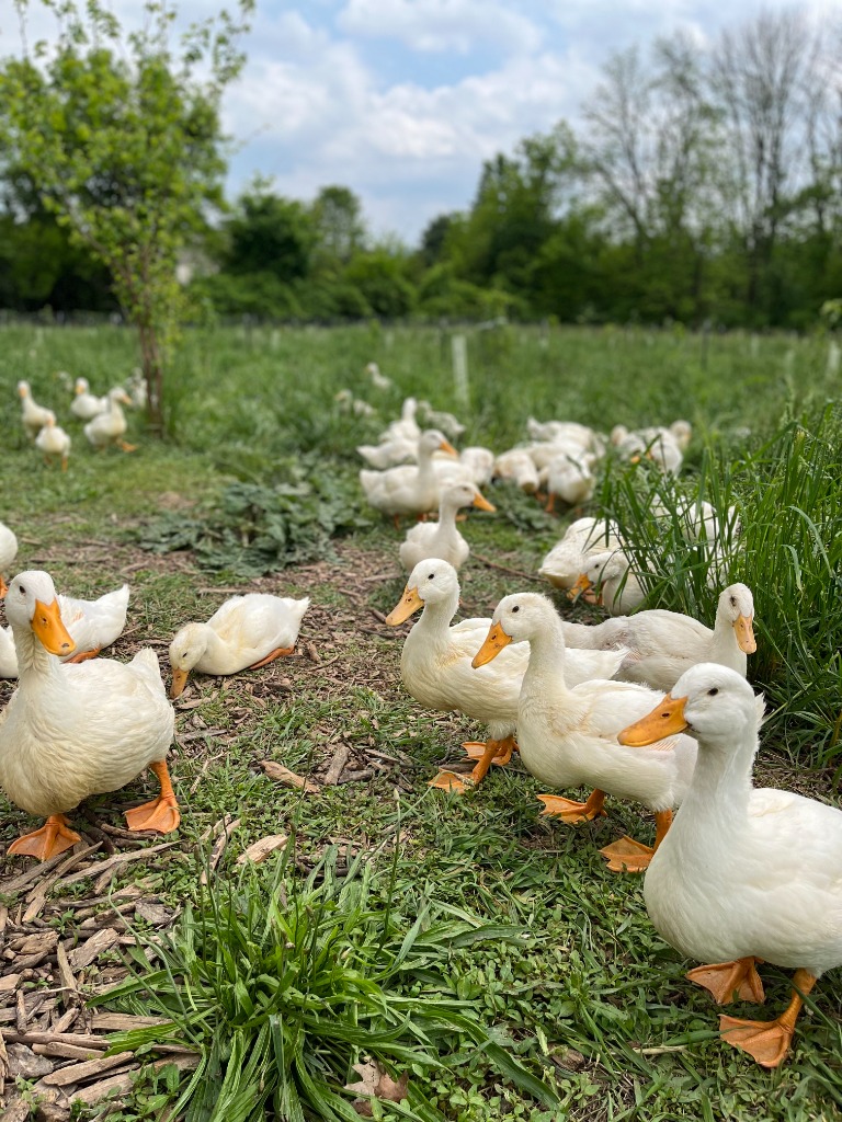 Ducks