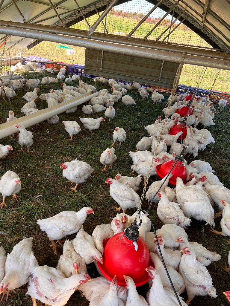 Chicken