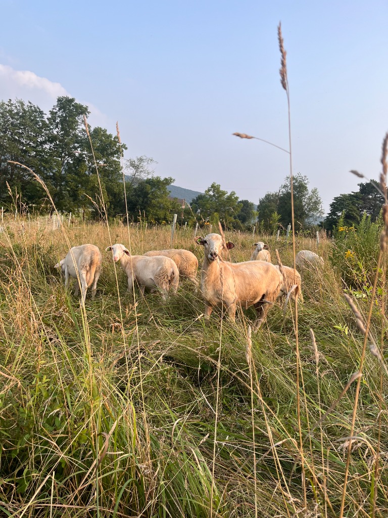 Lamb